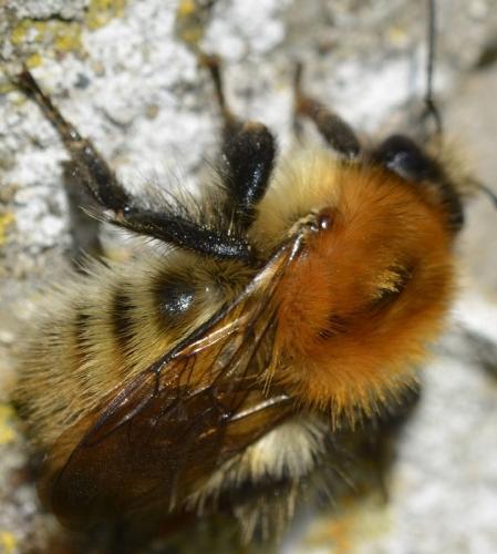 Réf. 231 952 : Bombus pascuorum